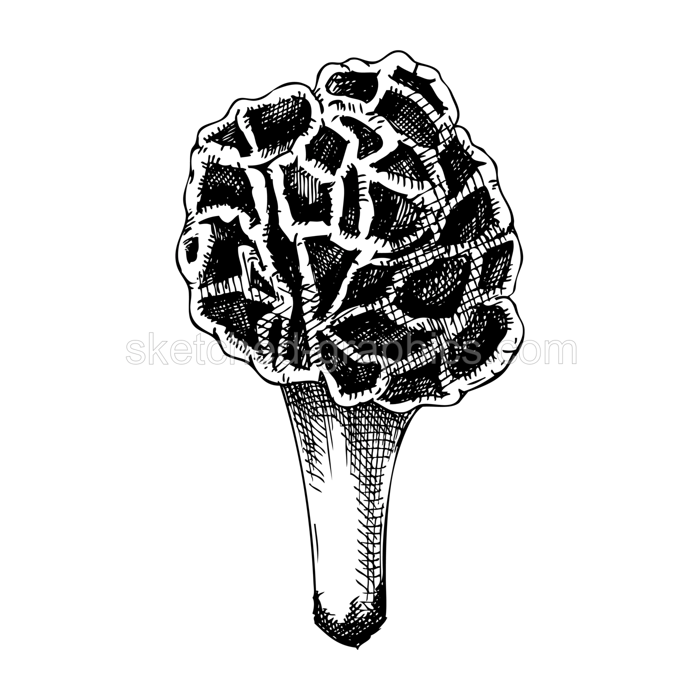 False morel mushroom sketch. Hand-drawn deadly poisonous fungus illustration. Forest mushroom drawing isolated on white. Poisonous woodland plants design element Illustration
